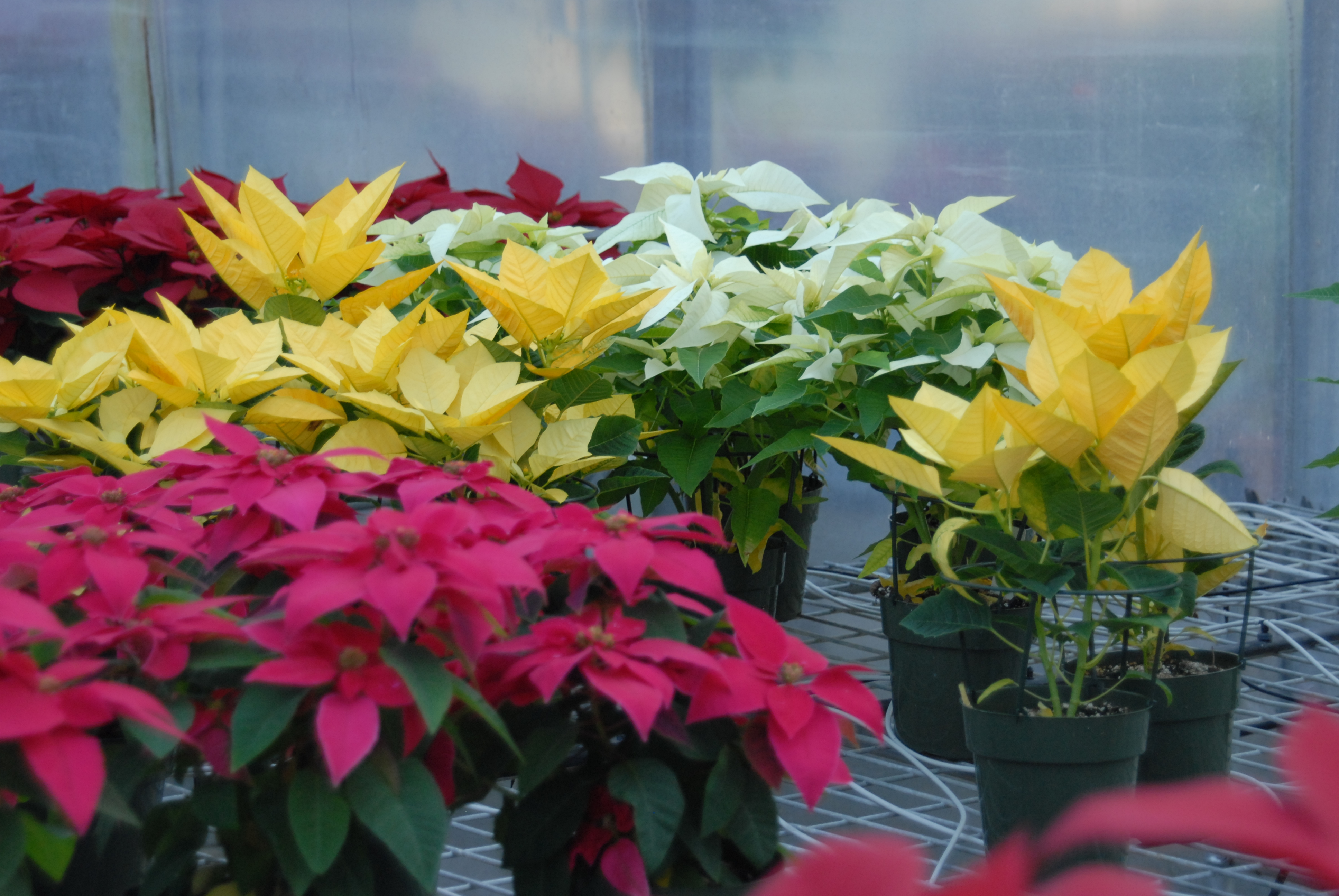 LSU AgCenter poinsettia show set for Dec. 1 in Baton Rouge